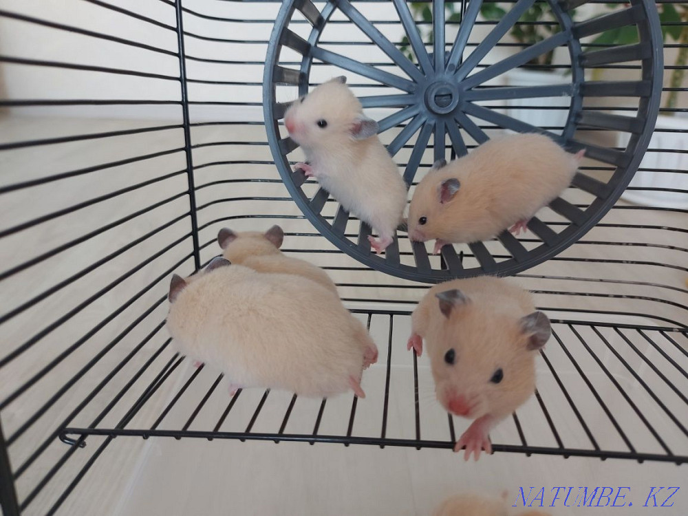 Syrian hamsters. Бостандык - photo 5