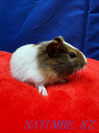 Guinea pig prdam Almaty - photo 3