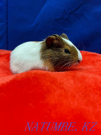 Guinea pig prdam Almaty - photo 2