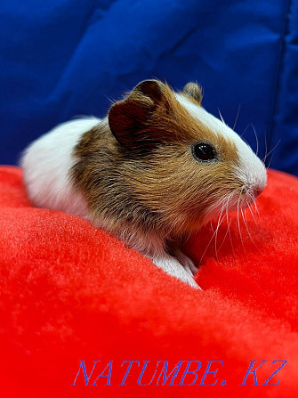 Guinea pig prdam Almaty - photo 1