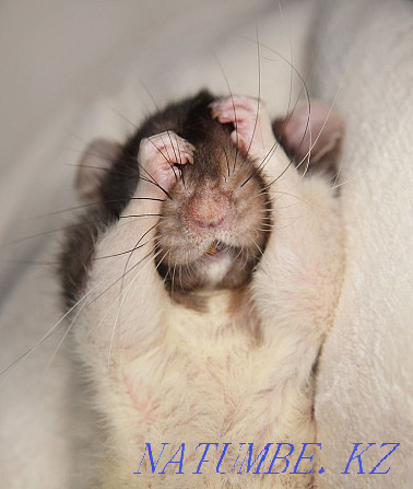 Homemade rats kids Ust-Kamenogorsk - photo 4