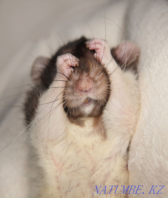 Үйде жасалған егеуқұйрықтар балалары  Өскемен - изображение 4