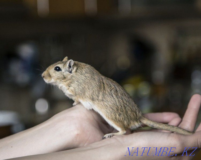 Little gerbils Ust-Kamenogorsk - photo 2