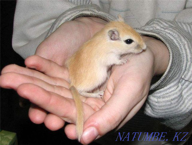 Little gerbils Ust-Kamenogorsk - photo 1