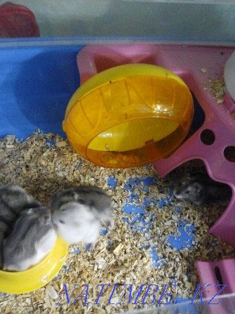 Djungarian hamsters Almaty - photo 1