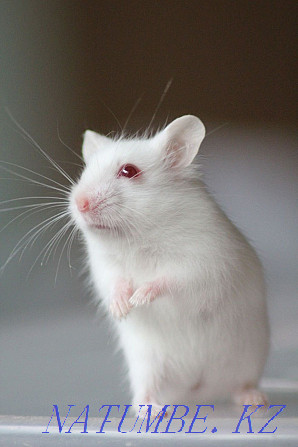 Rat decorative albino Ust-Kamenogorsk - photo 2