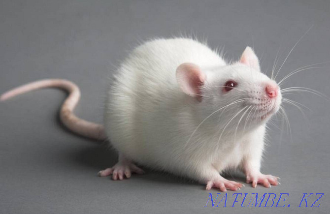 Rat decorative albino Ust-Kamenogorsk - photo 3