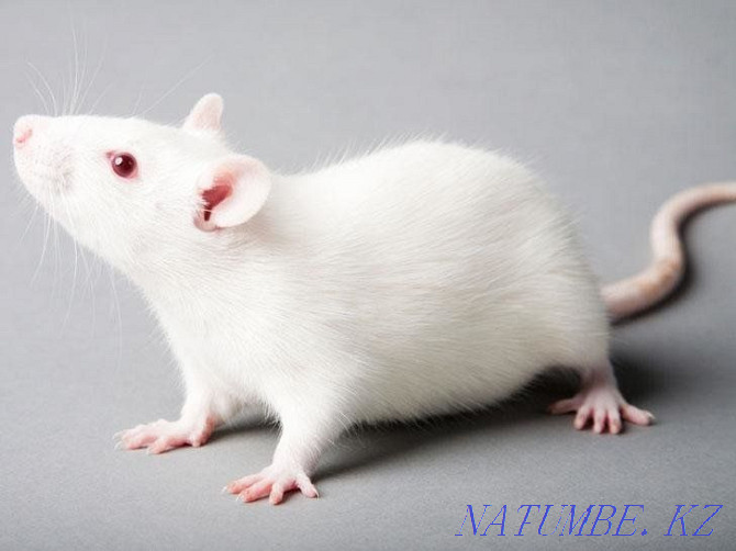 Rat decorative albino Ust-Kamenogorsk - photo 1