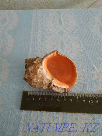 I will sell a shell (sea) Petropavlovsk - photo 1