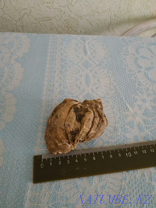 Мен раковинаны (теңіз) сатамын  Петропавл - изображение 2