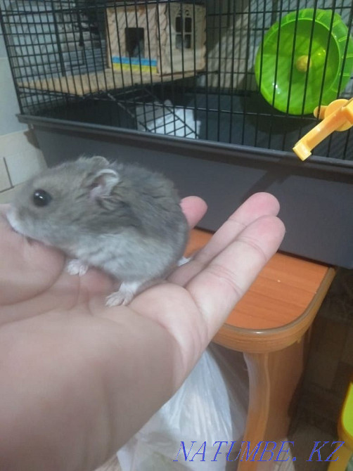 Жоңғар хомяктарын сатыңыз  Ақсу  - изображение 3
