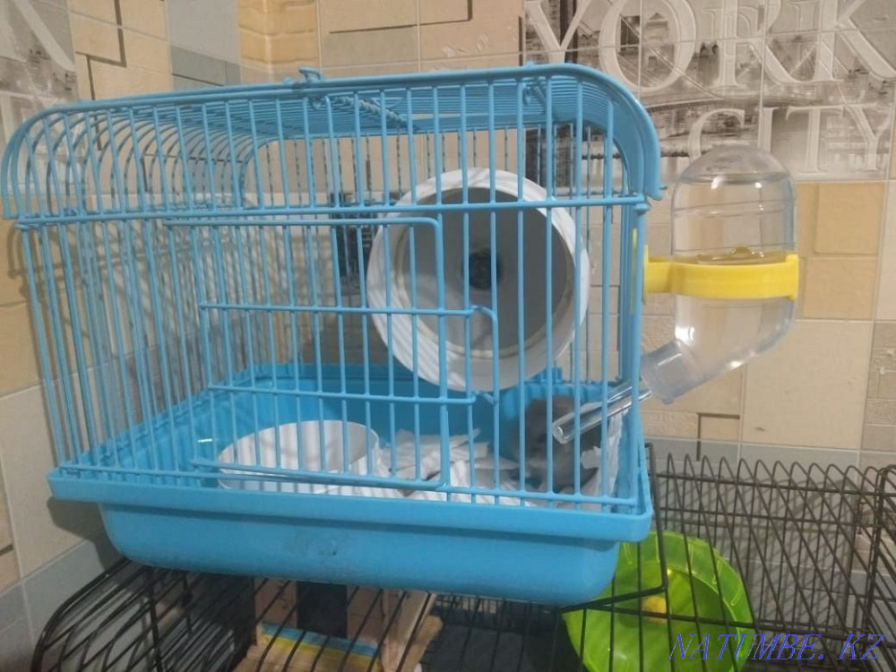 Жоңғар хомяктарын сатыңыз  Ақсу  - изображение 2