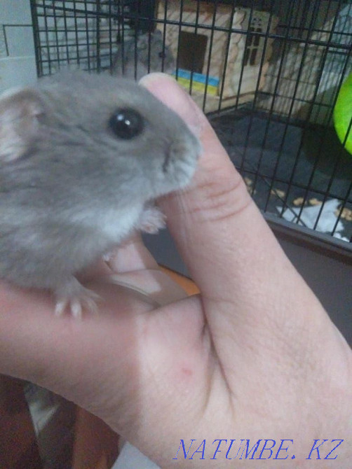 Жоңғар хомяктарын сатыңыз  Ақсу  - изображение 1