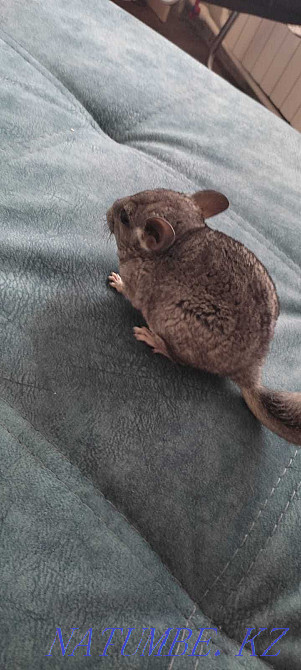 Продаются ШИНШИЛЛЯТА!!! Темиртау - изображение 5