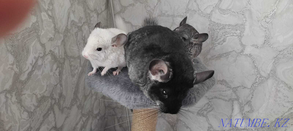 Продаются ШИНШИЛЛЯТА!!! Темиртау - изображение 1