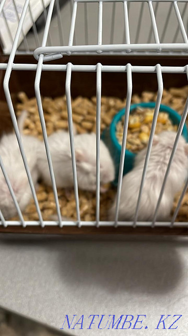 Продам крысят песчанки  - изображение 1