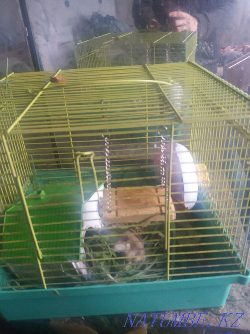 Sell Djungarian hamsters with a cage  - photo 2