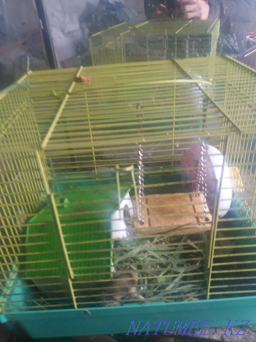 Sell Djungarian hamsters with a cage  - photo 1