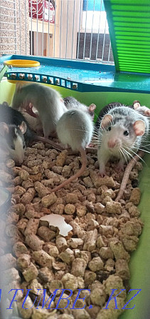 I will give rats for free Каменка - photo 1