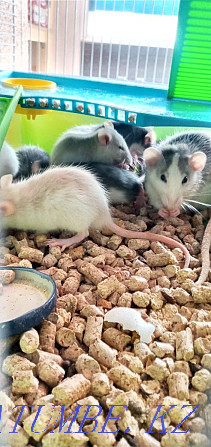 I will give rats for free Каменка - photo 3