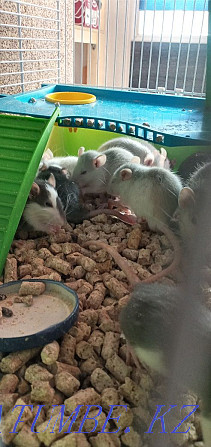 I will give rats for free Каменка - photo 5