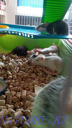I will give rats for free Каменка - photo 2