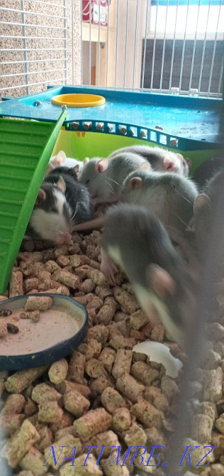 I will give rats for free Каменка - photo 4