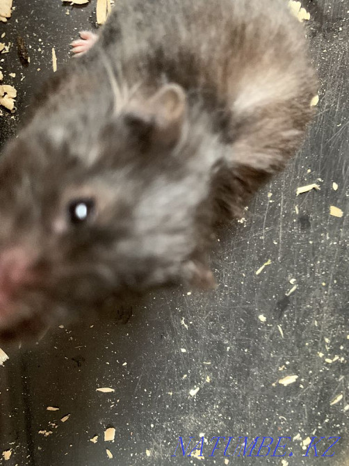 Мен хомяк сатамын  Петропавл - изображение 2