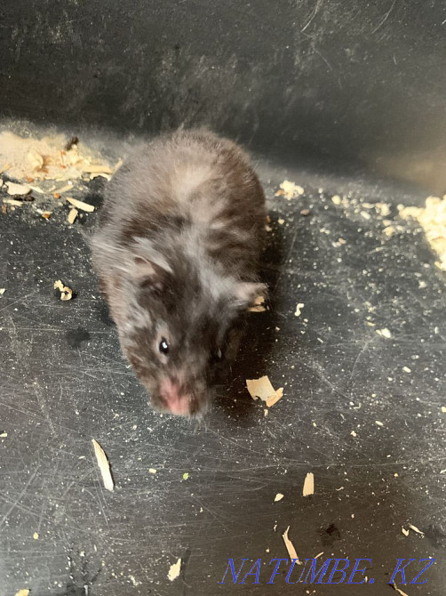 Мен хомяк сатамын  Петропавл - изображение 1