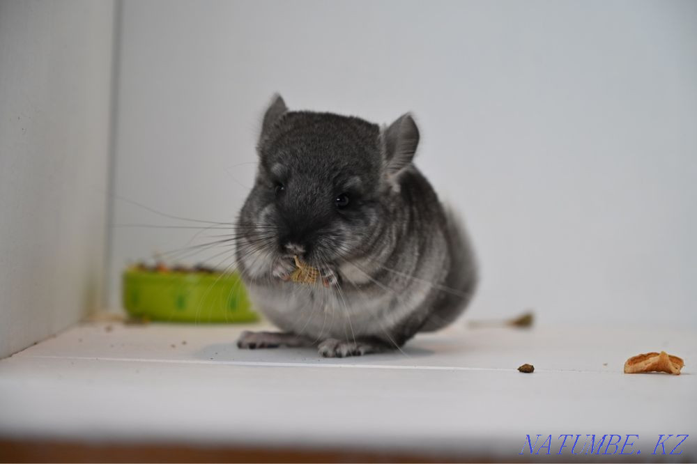 Chinchilla Astana - photo 4