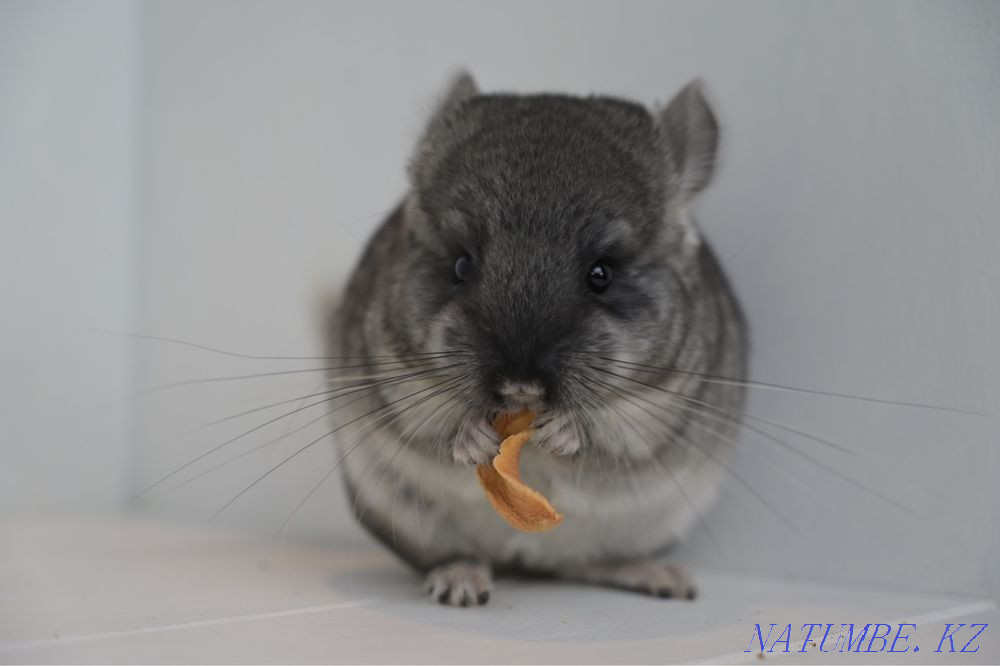 Chinchilla Astana - photo 3