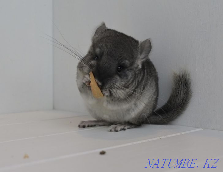 Chinchilla Astana - photo 1