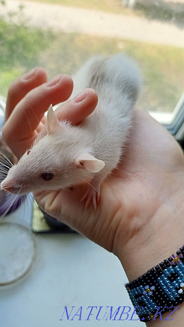 Ручные крыски, две девочки Костанай - изображение 2