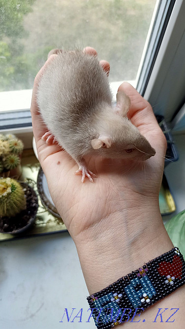 Ручные крыски, две девочки Костанай - изображение 1