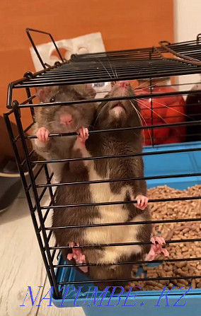 caged rats, Мичуринское - photo 3
