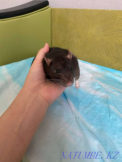 крысы с клеткой, Мичуринское - изображение 2