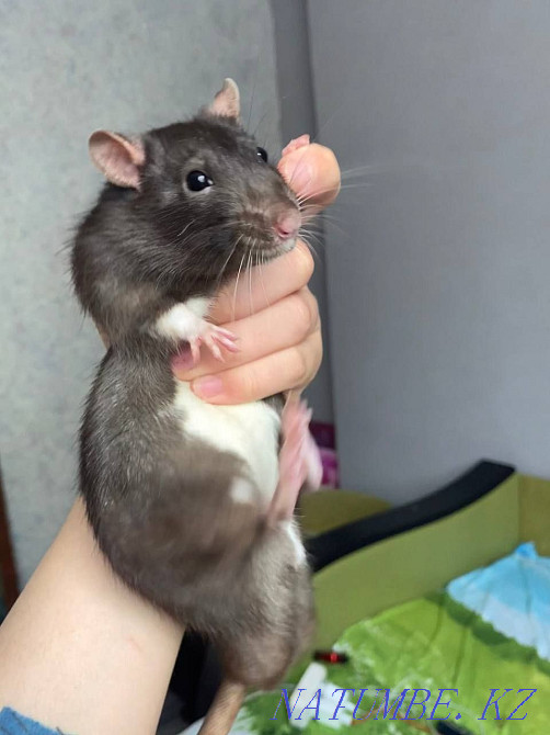 крысы с клеткой, Мичуринское - изображение 1