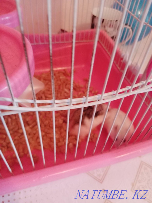 Продаю клетку с хомяками Темиртау - изображение 5