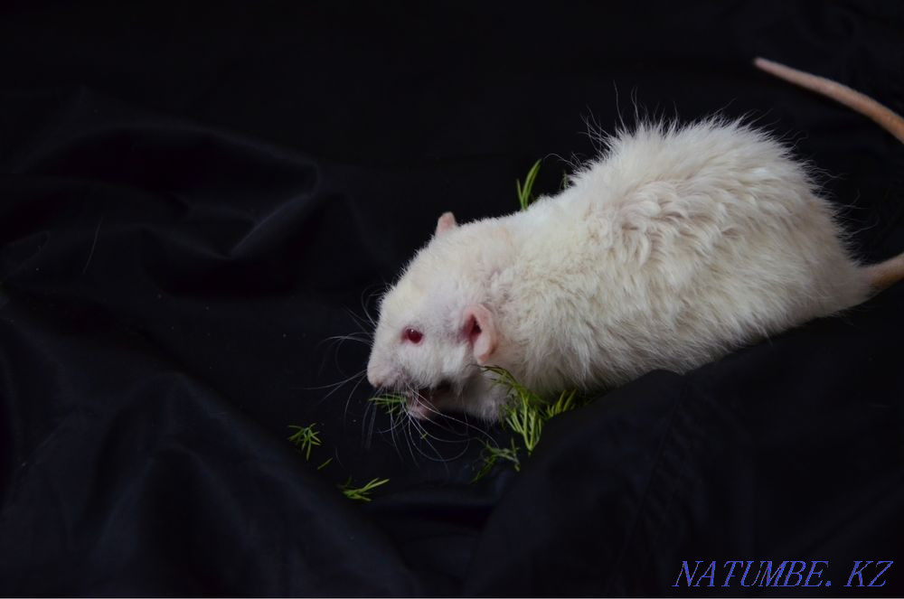 decorative rats Shymkent - photo 2