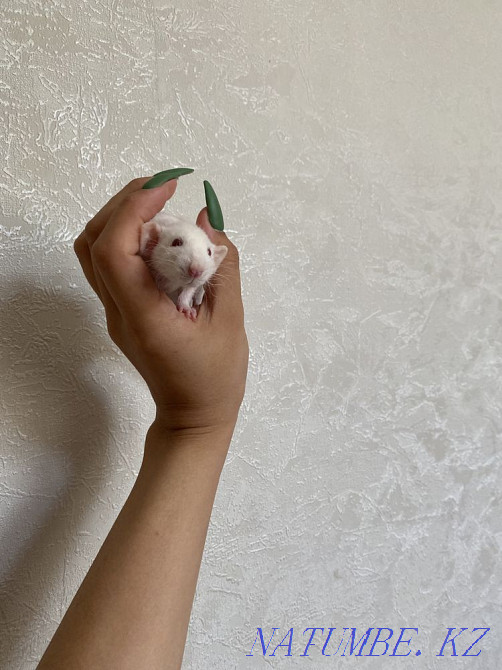 decorative rats Shymkent - photo 3