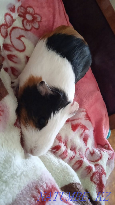 6 month old female guinea pig for sale Atbasar - photo 2