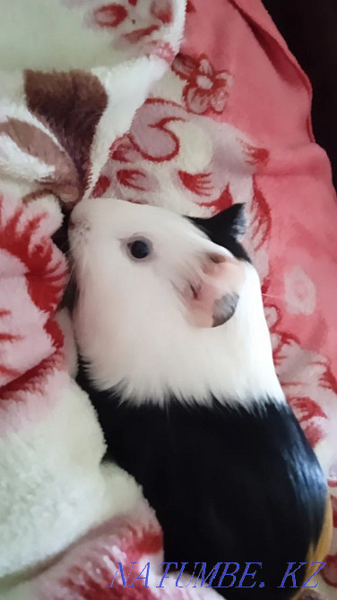 6 month old female guinea pig for sale Atbasar - photo 1