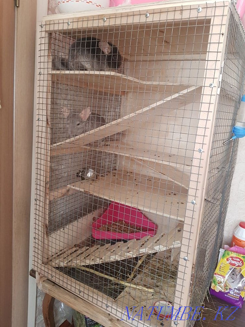 Sell chinchillas (pair) Almaty - photo 1