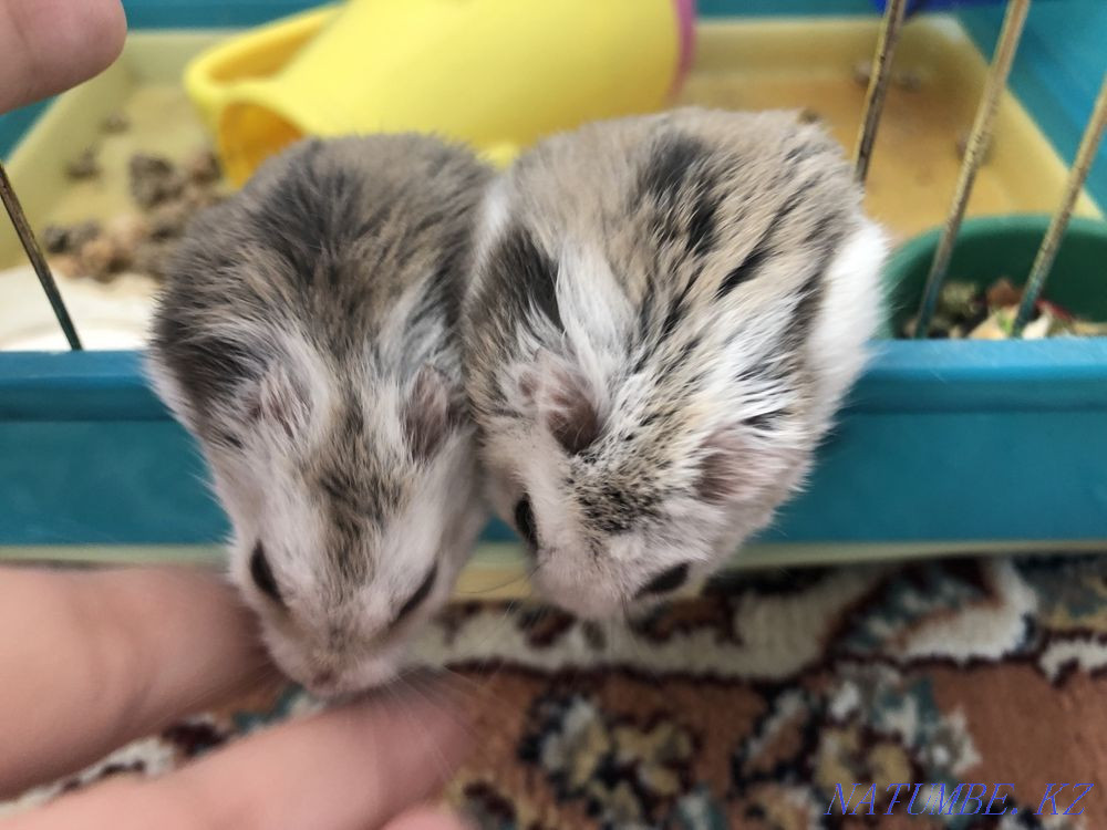 Hamsters for sale! Aqsay - photo 1
