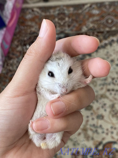 Hamsters for sale! Aqsay - photo 3