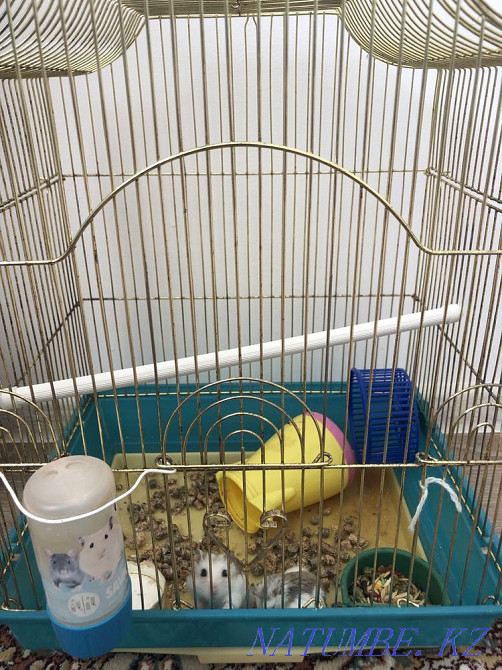 Hamsters for sale! Aqsay - photo 2
