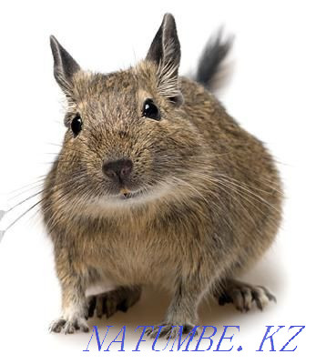 Squirrel Degu Petropavlovsk - photo 2