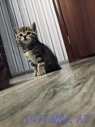Cute kittens Kostanay - photo 5