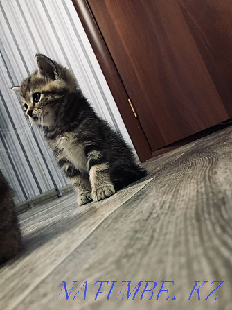 Cute kittens Kostanay - photo 7