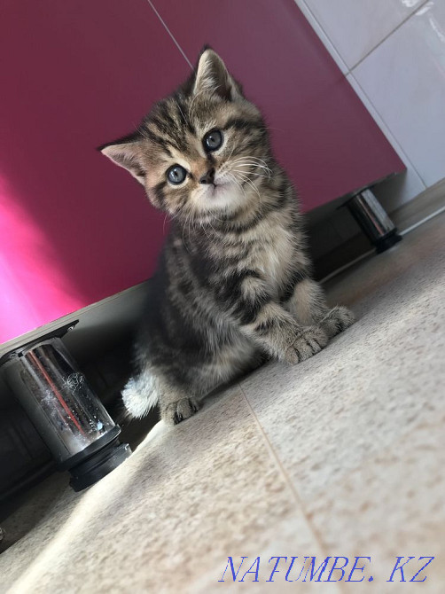Cute kittens Kostanay - photo 3